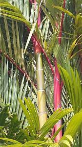 Red Bamboo Bamboo Plants Plants Tropical