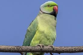 जानिए इन्हे India में क्यों Banned किया गया || Why Indian Parrot Banned In  India - Youtube