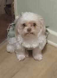 Any advice for caring for grieving pet siblings?