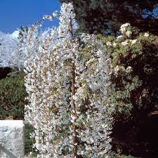 The prunus frilly frock 'dwarf cherry blossom tree' a magical weeping tree with 3 outstanding features. Snow Fountains Weeping Cherry Trees Flowering Trees Stark Bro S