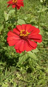 Flor De San Rafael Costa Rica Plants Places To Visit Garden