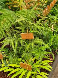 Image result for Pearsonia aristata