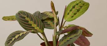 Image result for maranta