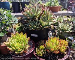 Various mini succulent plants and cactus planted in our horticultural nurseries has focused on indoor&outdoor plants since 40years ago with our nurseries base in fujian province, south china. California Cactus Center In Pasadena
