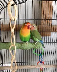 Available In Utah Set Of 2 Beautifully Colored Young Lovebirds And Cage Peachfacedlovebird Lovebird Love Birds Diy Bird Cage Beautiful Birds