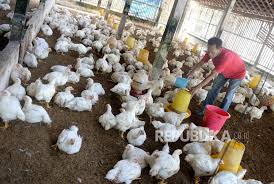 Breeding nya sendiri dimulai sekitar tahun 1916. Ini Penyebab Turunnya Harga Ayam Hidup Menurut Gppu Republika Online
