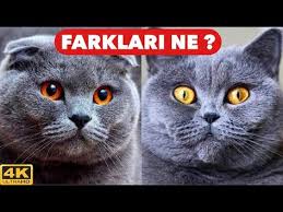 scottish fold vs british shorthair scottish fold ve british kedilerin bakimi ozellikleri 4k youtube scottish fold kedi hayvanlar alemi