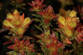 Image result for Penaeaceae