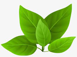 Don t water the plants. Green Leaves Clipart Png Image Transparent Png Free Download On Seekpng