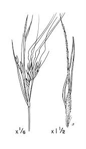 Image result for Heteropogon melanocarpus