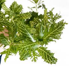 Image result for Hygrophila spiciformis