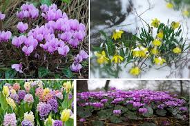 Bulbs are useful for adding colour to spring borders. Spring Bulbs For Janurary Flowering Brigthen Up Those Dull Wintery Days