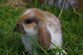 Meet marshmallow my adorable holland lop bunny. Dwarf Lop Rabbit For Sale Bradford West Yorkshire Pets4homes