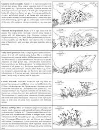 Image result for Sorghastrum stipoides