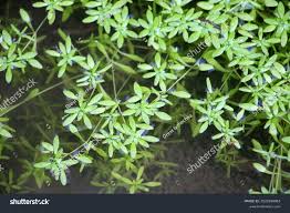 Image result for Callitriche