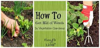 Weeds compete with your plants for nutrients, this can hinder the growth of your garden tremendously. How To Get Rid Of Weeds In Vegetable Gardens Farm Fit Living