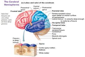 Image result for Brain Gyri