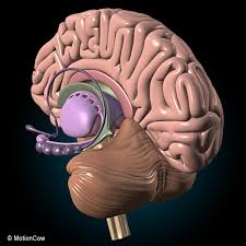 Human Brain Ultimate 3d Model Ad Brain Human Model Ultimate In 2020 Brain Anatomy Human Brain Anatomy Human Brain