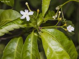 Image result for Tabernaemontana odoratissima