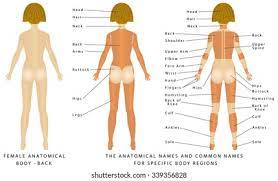 There are many reasons why you might be required to talk about the different body parts in english, one such reason might be if you were admitted to hospital in an. Female Body Back Surface Anatomy Human Stock Vector Royalty Free 339356828