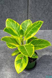 Image result for Ficus conraui