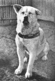 Bir profesör ile bir köpek arasındaki müthiş dostluğu konu edinen. The Amazing And True Story Of Hachiko The Dog