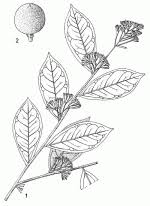 Image result for Pentadiplandra brazzeana