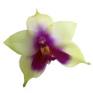 Rhyncholaeliocattleya Earl Crooks