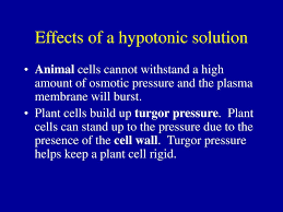We did not find results for: Passive Transport This Lesson Meets The Following Doe Specific Curriculum Outcome For Biology 11 314 1 314 3 Ppt Download