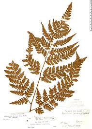 Image result for Triplophyllum