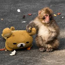 Before Punch, there was Otome &mdash; a little story from the same zoo that many  people never knew. Around 17 years ago, back in 2008 at Ichikawa Zoo,  another baby macaque was