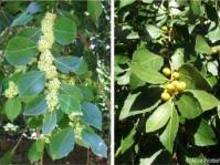 Image result for Maytenus undata