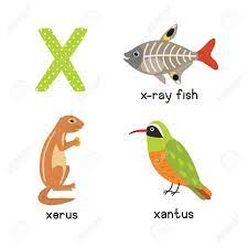 Select from premium letter x of the highest quality. Cute Animal Zoo Alphabet Letter X For X Ray Fish Xantus Xerus Royalty Free Cliparts Vectors And Stock Illustration Image 78418060