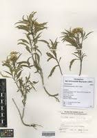 Image result for Psiadia punctulata
