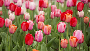 Maybe you would like to learn more about one of these? I 10 Fiori Primaverili Che Sbocciano Quando Finisce Il Freddo Ohga
