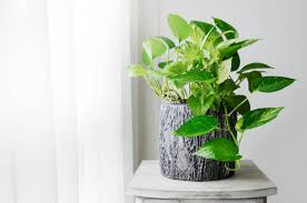 Image result for Epipremnum en casa
