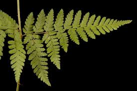 Image result for Polypodiaceae