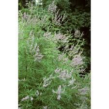 Image result for Vitex obovata