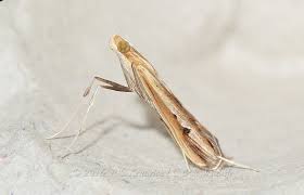 Image result for Euclasta