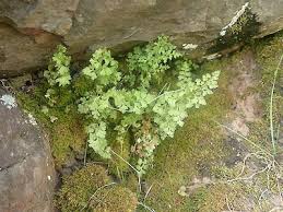 Image result for Samanea leptophylla