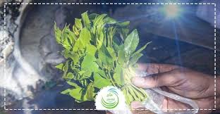 أصل وبداية استخدام النبتة غير معروف، ولكن نظرياً. Ø¹Ù„Ø§Ø¬ Ø¥Ø¯Ù…Ø§Ù† Ø§Ù„Ù‚Ø§Øª Ø¹Ù„Ø§Ø¬ Ø§Ù„Ø§Ø¯Ù…Ø§Ù† Ø¯ÙˆØª ÙƒÙˆÙ…