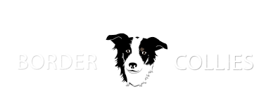 Home Willow Creek Border Collies