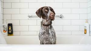 They are active and adventurous hunting dogs that make good watchdogs without aggressive behavior. 5 Best Things About German Shorthaired Pointers Youtube