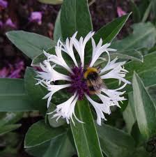 Clematis montana var rubens pink perfection. Clematis Montana Var Rubens Pink Perfection Bbc Gardeners World Magazine