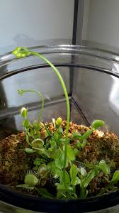 You can buy gallon jugs from your local grocery store (usually about $0.99 each), get the stuff. My Venus Fly Trap Is Flowering More Pics To Come Once The Buds Open See My Original Pin On My Ind Carnivorous Plants Indoor Garden Venus Fly Trap Terrarium