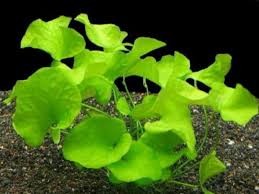 Image result for Nymphoides thunbergiana