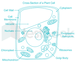 Maybe you would like to learn more about one of these? Solved Which Of The Following Cell Organelles Is Present Only In Plant C Self Study 365
