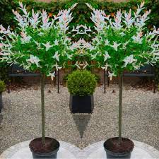 Vergleiche preise für villow tree und finde den besten preis. Flamingo Trees Pair Of Standard Topiary Salix Flamingo Garden Plants