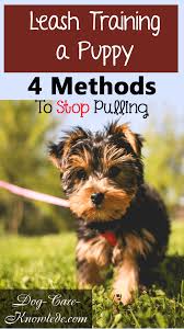 Learn how to potty train a puppy in 6 days for free. Teach Dog To Walk On Leash Without Pulling Cheap Buy Online