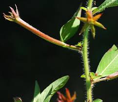 Image result for Ludwigia leptocarpa